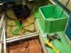 Draco_Bat_2020_046