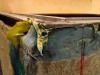 Draco_Bat_2020_070